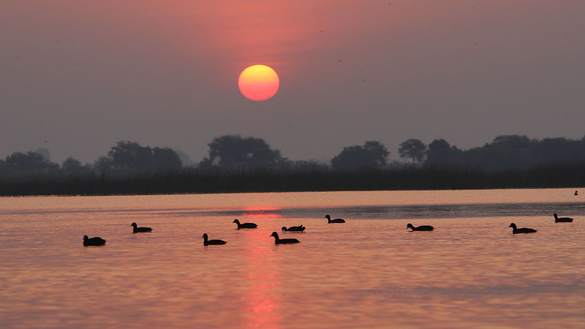Nal Sarovar Bird Sanctuary